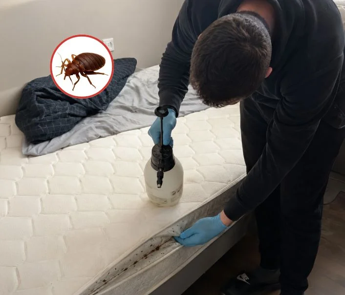 Technicien traitant un matelas contre les punaises de lit à Le Thillay